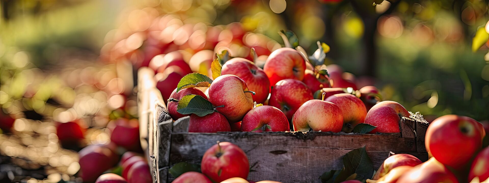 Startseite | Obstmix GmbH Startseite Obstmix GmbH